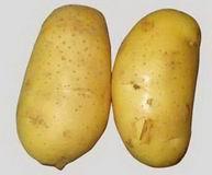 供应主产区优质土豆集中上市