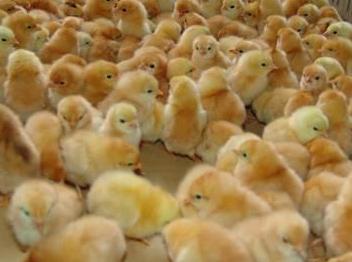 湖南今日出售低价土鸡苗养殖批发