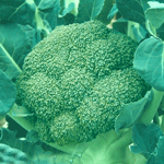 供应西兰花种子蔬菜种子西兰花种子80天就可以成熟了