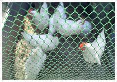 供应小鸡育雏网养鸡塑料网养殖塑料网雏鸡网