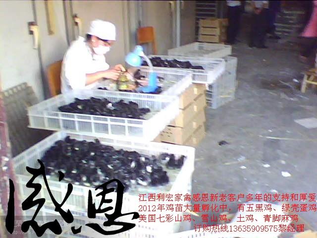 2014年五黑鸡鸡苗种鸡种蛋厂价批发批发