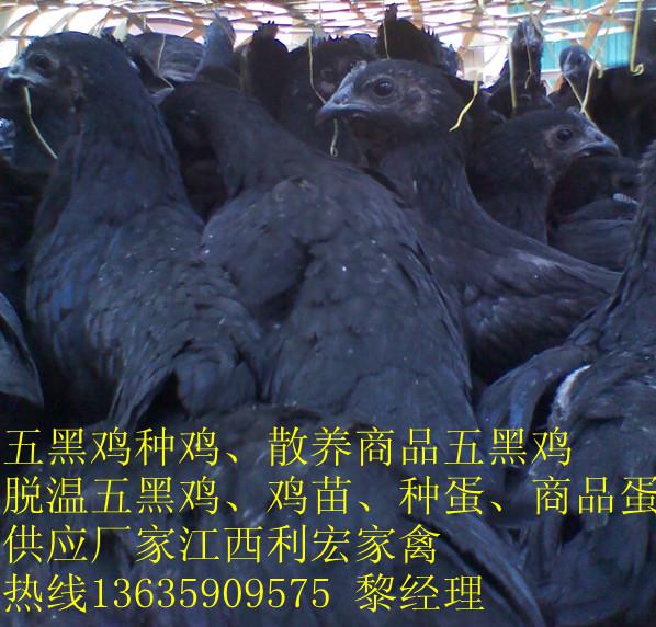供应2014年五黑鸡鸡苗种鸡种蛋高产绿壳蛋鸡黑羽绿壳蛋鸡厂价批发