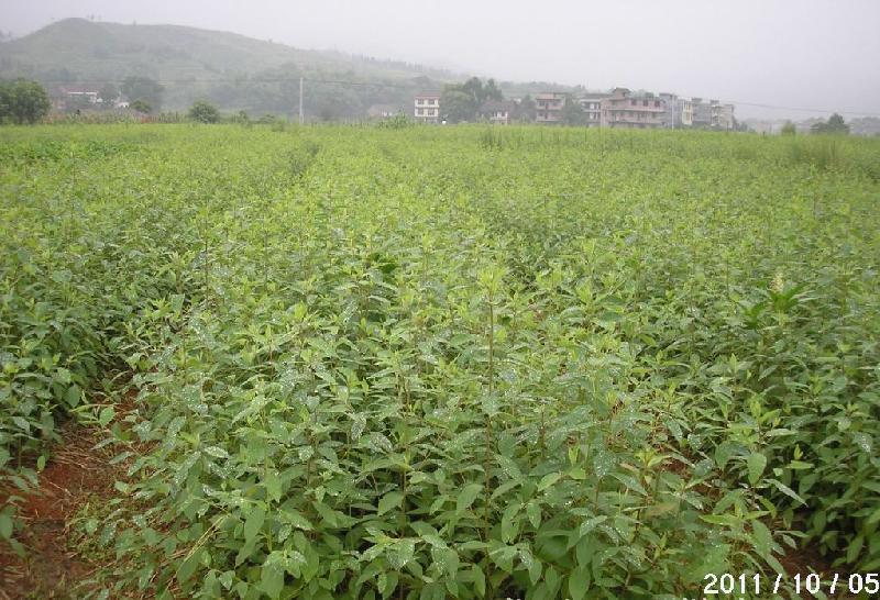 供应山苍子小苗，木姜子种子，植物香油山鸡椒，山苍子育苗技术指导图片