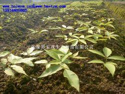 供应伯乐树苗，中国特有珍稀植物，钟萼木种子