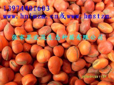 供应张家界鄂西红豆种子 张家界鄂西红豆种子价格