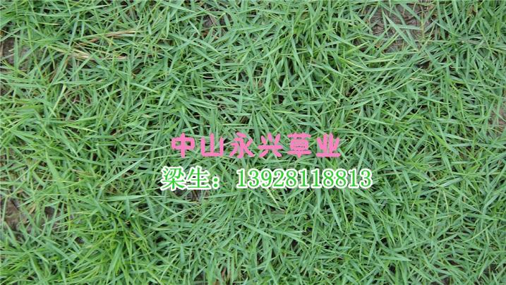 台湾草大叶油草