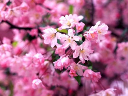 供应樱花树价格 最新樱花价格目录 南京樱花树报价详情图片