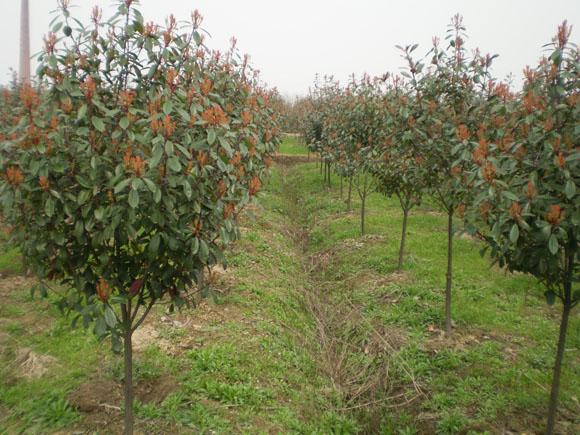 南京红叶石楠价格基地 红叶石楠球价格批发南京红叶石楠球基地