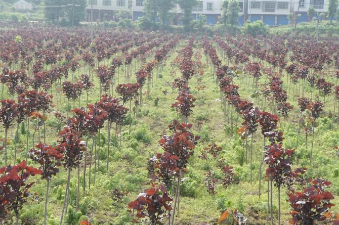 供应：绿化美观的全红杨，适合绿化带地区