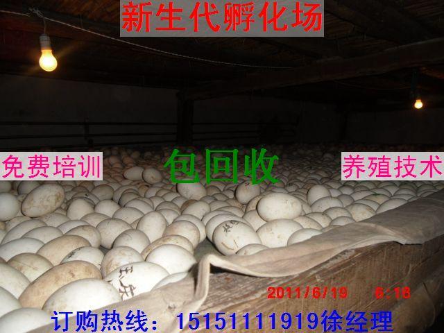 供应鹅蛋价格最近鹅苗价格市场鹅蛋价格