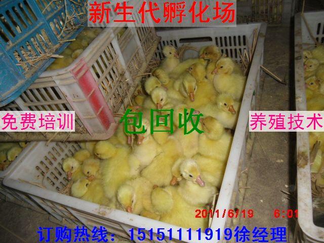 苏州鹅苗供应鹅苗价格鹅苗孵化场供应苏州鹅苗供应鹅苗价格鹅苗孵化场