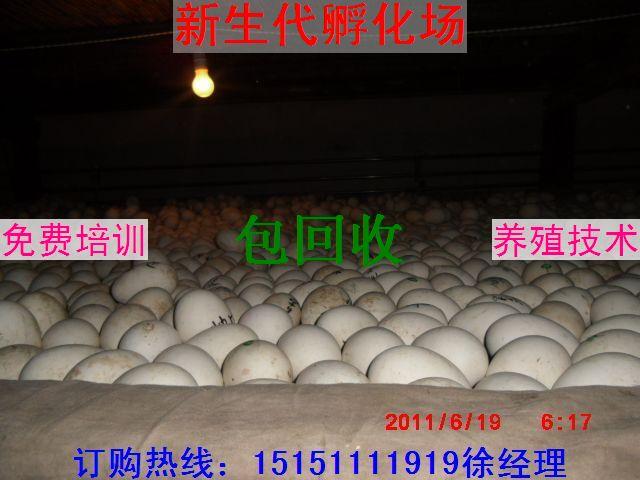 供应2011年鹅苗价格邯郸鹅苗价格