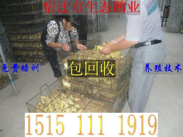 宿迁市2012年鹅苗价格/鹅苗价格网厂家