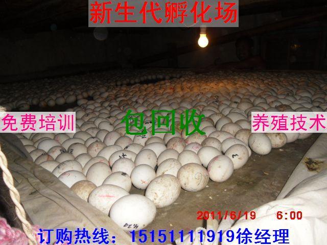 供应鹅蛋价格最近鹅苗价格市场鹅蛋价格图片