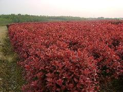 供应红叶石楠种植技术江苏南京红叶石楠供应-红叶石楠价格-红叶石楠
