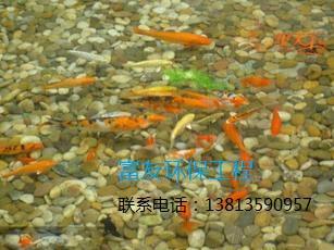 供应青海省水发绿等景观鱼池水问题，就找富友园林公司