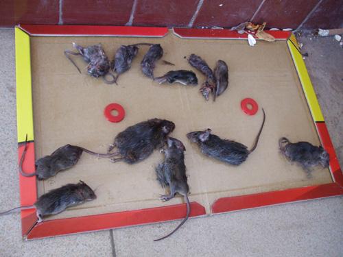 供应代理老鼠药鼠盒粘鼠板西安杀虫公司