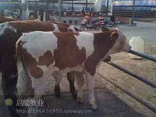 供应养殖改良优质肉牛发家致富不用愁肉牛新品种纯种肉牛苗品种齐全