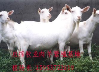 供应改良优质肉羊种羊纯种肉羊杂交肉羊波尔山羊小尾寒羊杜波羊肉羊苗