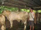 济宁市启缘牧业改良优质纯种肉牛优良品种厂家