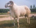 供应改良优质肉羊种羊纯种肉羊杂交肉羊波尔山羊小尾寒羊杜波羊肉羊苗