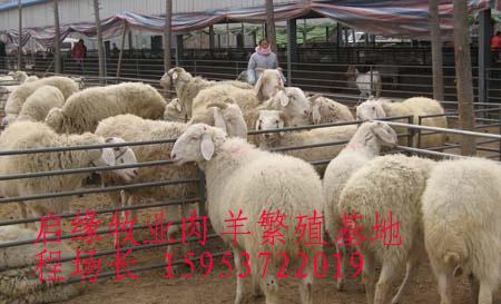 肉羊技术波尔山羊价格肉羊品种供应肉羊技术波尔山羊价格肉羊品种