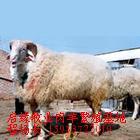 供应改良优质肉羊纯种肉羊白山羊波尔山羊小尾寒羊杜波羊绵羊优良种羊