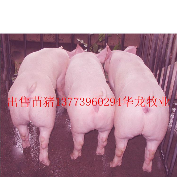 江苏华龙苗猪厂常年出售苗猪-种猪13773960294图片