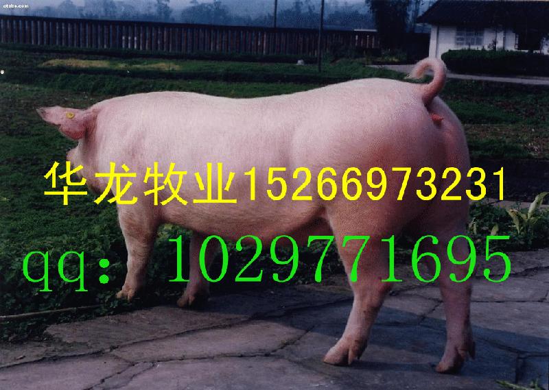 出售二元母猪13773960294批发