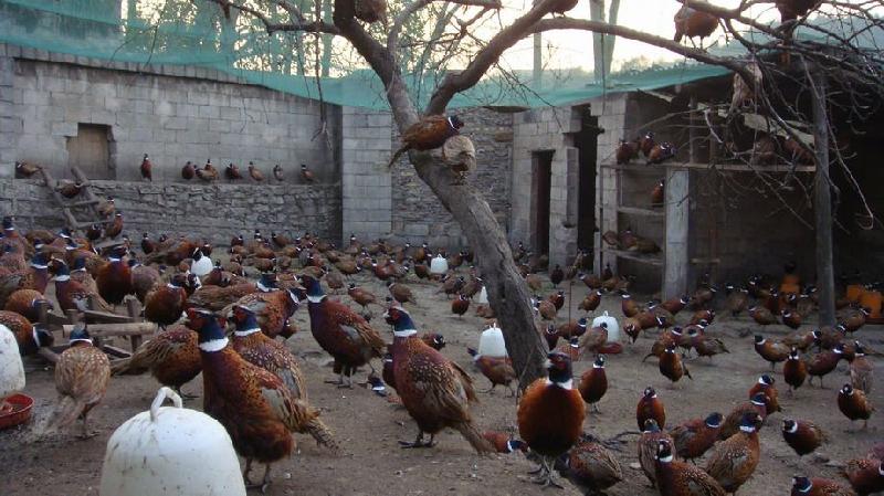 供应贵州野鸡鸡苗养殖场批发商品鸡价格，无公害鸡苗贵州新枫养殖基地图片