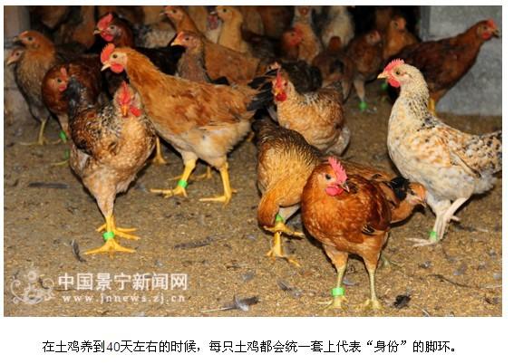 苏州市溯源鸡脚环个性化定做鸡脚环厂家供应溯源鸡脚环个性化定做鸡脚环