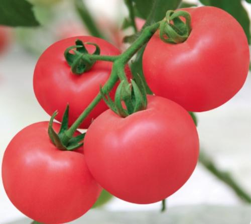 硬粉王冠番茄种子   粉果番茄  硬果番茄图片