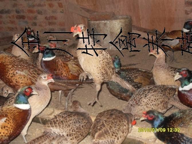 供应江西野鸡苗价格/野鸡养殖场/野鸡