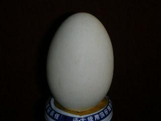供应山西鹅蛋价格/太原鹅蛋批发/鹅蛋销售/原生态鹅蛋/纯粮鹅蛋