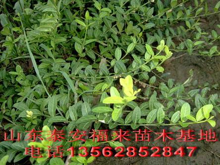 供应攀援地被植物小叶扶芳藤，电话13562852847