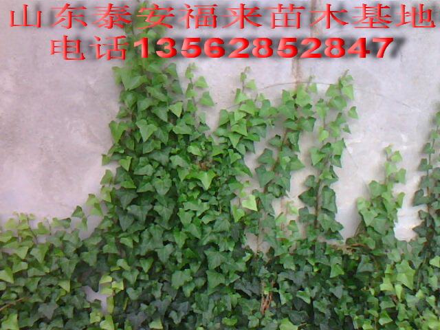 供应长春藤如何养，常春藤的养殖方法，电话13562852847
