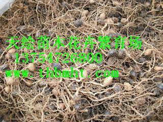 供应流苏油根子芽、流苏种子、流苏小水苗、造型流苏树、桂花苗