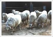 供应波尔山羊小尾寒羊肉羊养殖
