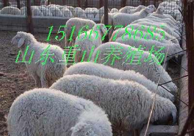 供应多羔繁殖小尾寒羊效益分析
