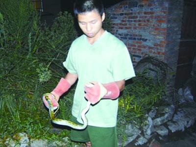 供应养殖蛇的方法蛇的养殖蛇的方法蛇酒养蛇的工具