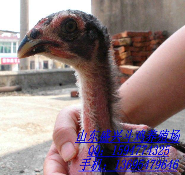 供应贵州黔东南斗鸡养殖场