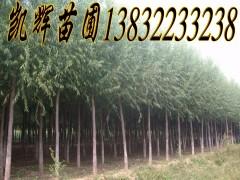 供应博野速生柳，博野县区内46万亩苗圃基地，12万亩柳树树苗出售