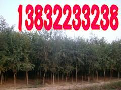 供应榆树基地，专业生产出售榆树大小苗。0.4-20公分榆树苗！