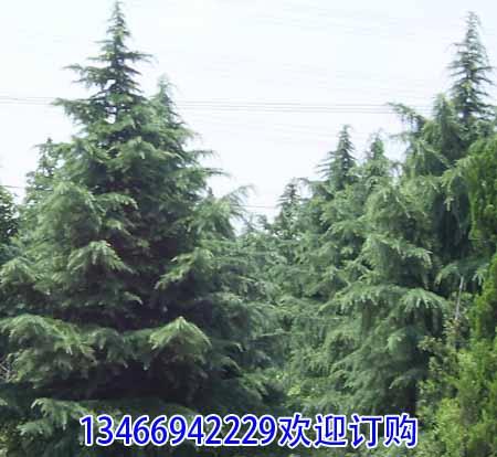 大规格白皮松树供应大规格白皮松树4-7米全冠白皮松树价格白皮松基地