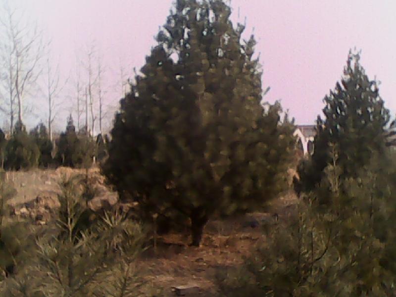 供应大规格白皮松树4-7米全冠白皮松树价格白皮松基地