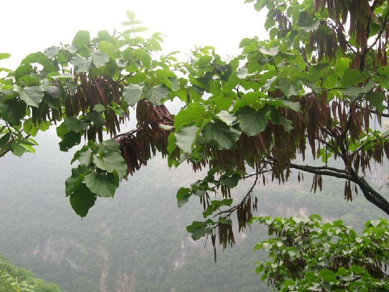 供应湖北紫荆小苗