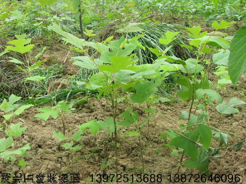 鹅掌楸苗木兰科鹅掌楸属苗高1.8米左右珍稀植物