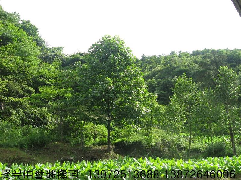 宜昌市鹅掌楸苗厂家