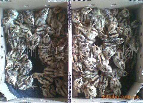 供应乌鲁木齐山鸡苗价格—新疆最大的山鸡苗供应批发商出售山鸡野鸡苗图片