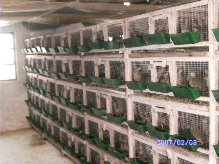 葡萄苗供货商:供应北流葡萄苗 - 广西省玉林市